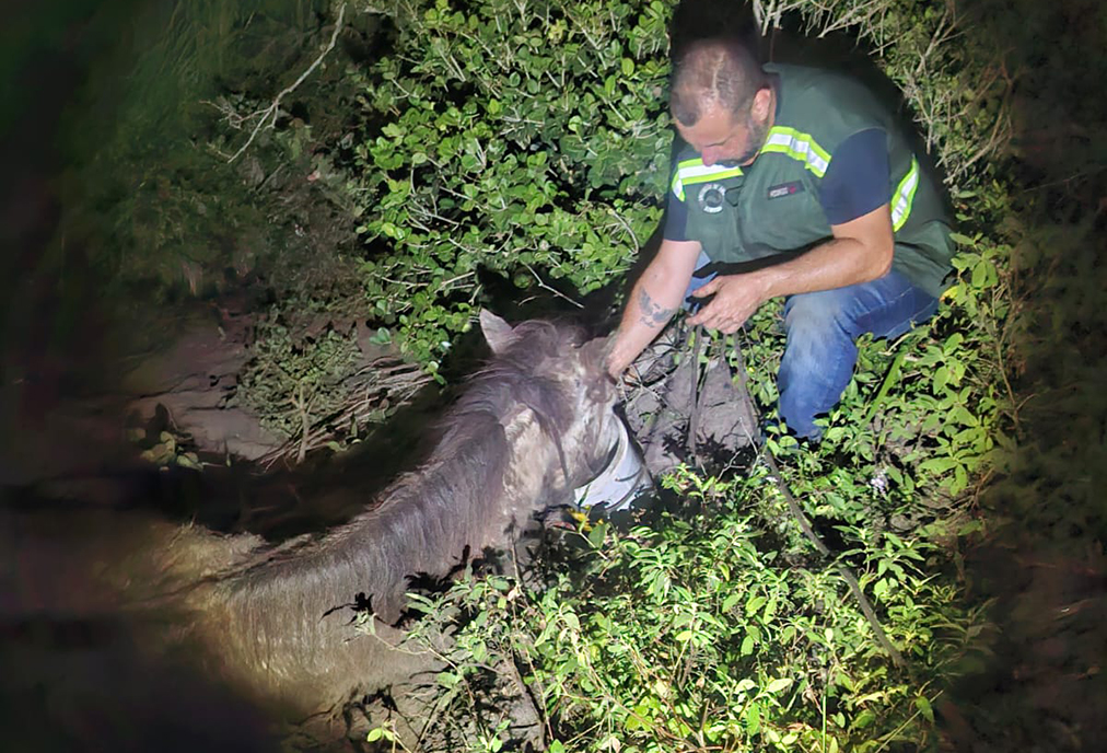 Segurança Pública de Arraial do Cabo salva égua em situação de risco