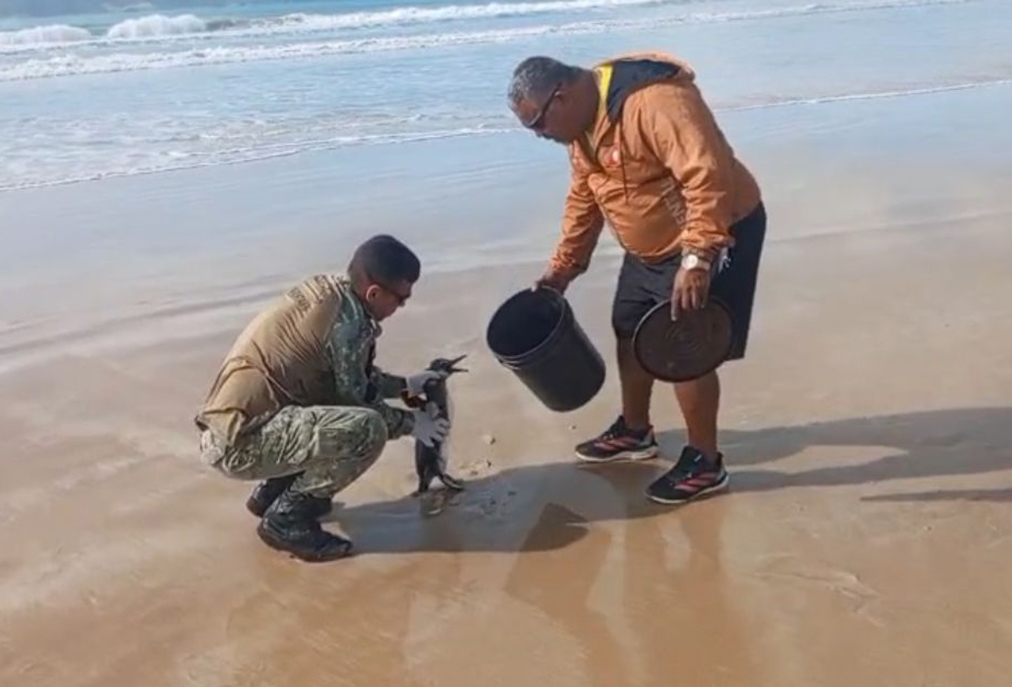 Corporação de Cabo Frio orienta banhistas sobre cuidados com animais marinhos