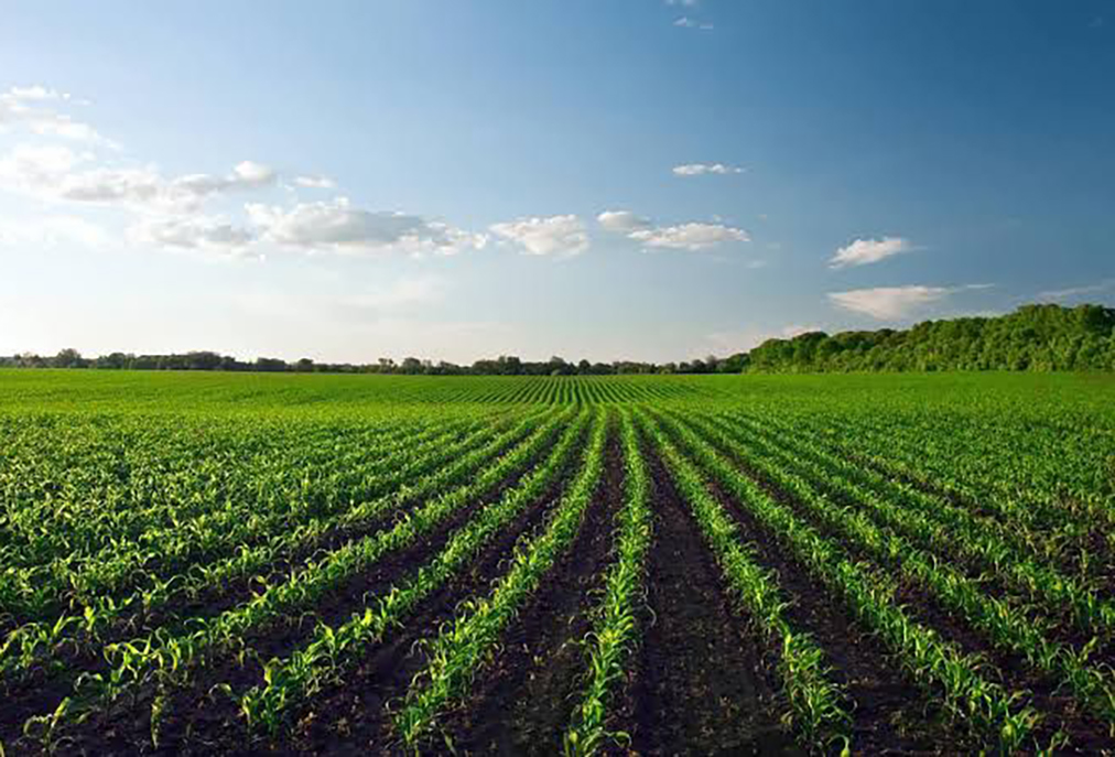 Arraial do Cabo aposta em ação conjunta com população para arborizar bairros