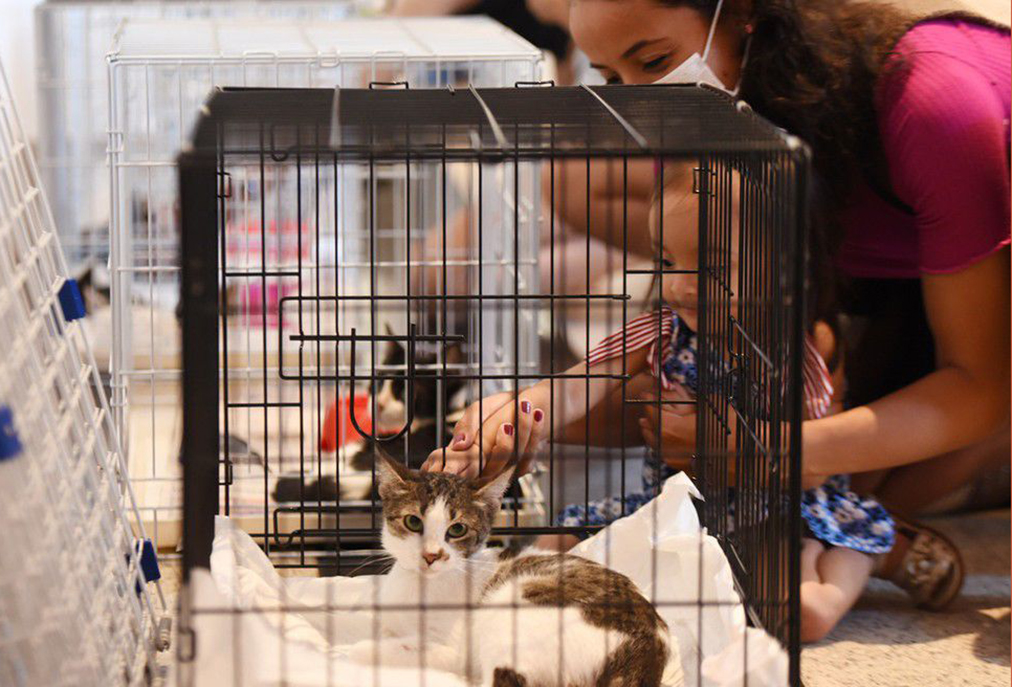 Cães e gatos vacinados e com direito à castração em Cabo Frio estarão disponíveis para adoção