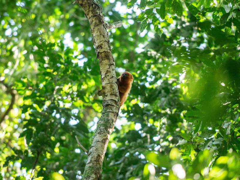 Polícia Federal promove soltura de micos-leões-dourados em parque de Silva Jardim