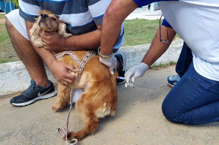 Moradores de Macaé têm até quinta para vacinar seus animais contra a raiva