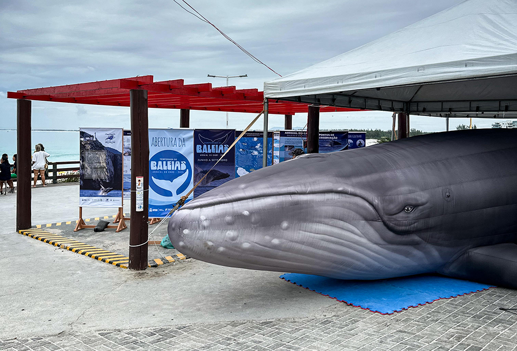 Encerramento da Temporada de Baleias terá programação especial em Arraial