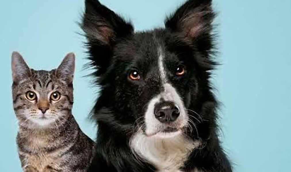 Cães e gatos estarão disponíveis para adoção no Centro de Cabo Frio
