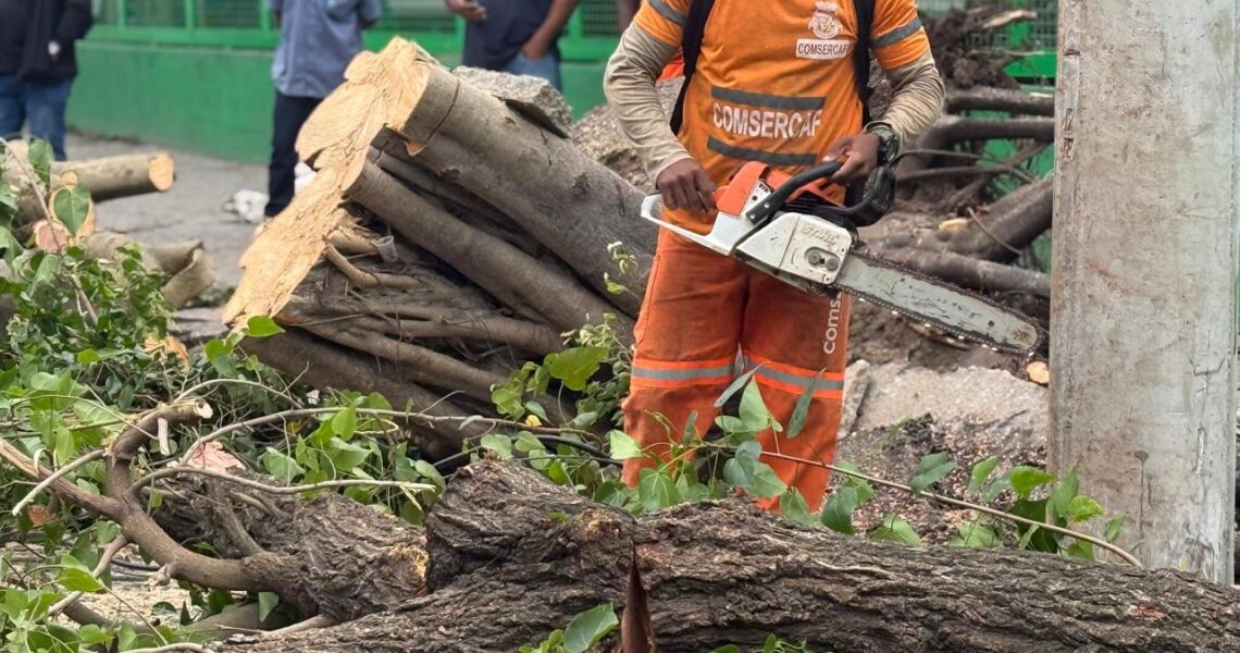 Queda de árvore mobiliza equipes após temporal em Cabo Frio