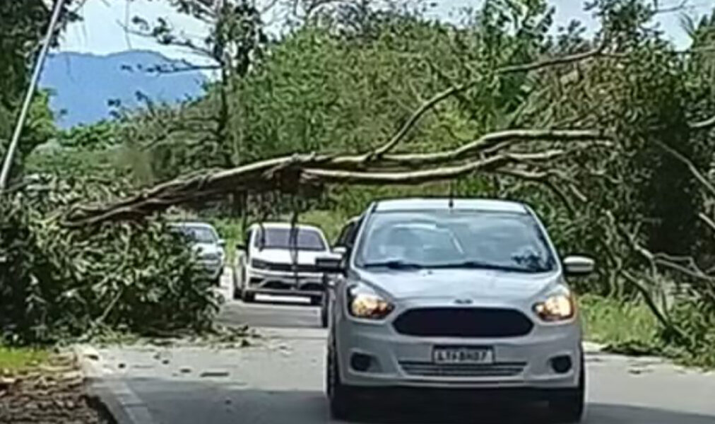 Trecho da RJ-106 em Saquarema precisou ser interditado por queda de árvore