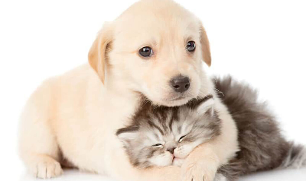 Arraial do Cabo amplia vagas para castração gratuita de gatos após fila zerada