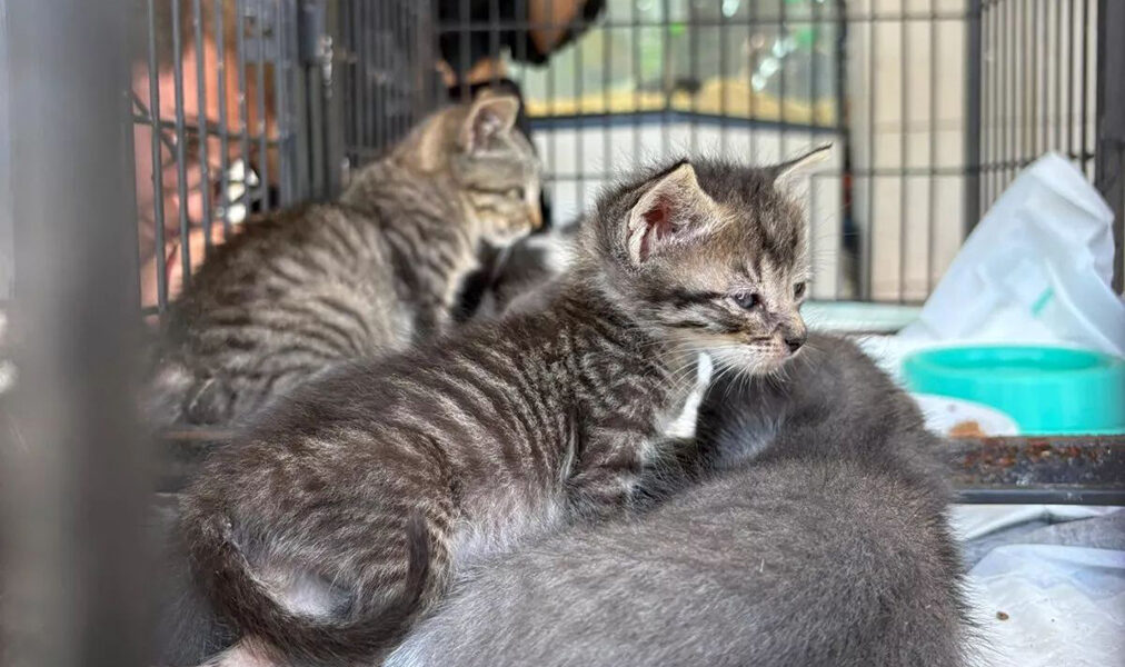 Prefeitura de Cabo Frio realiza ação de saúde animal e adoção para celebrar 4 de outubro