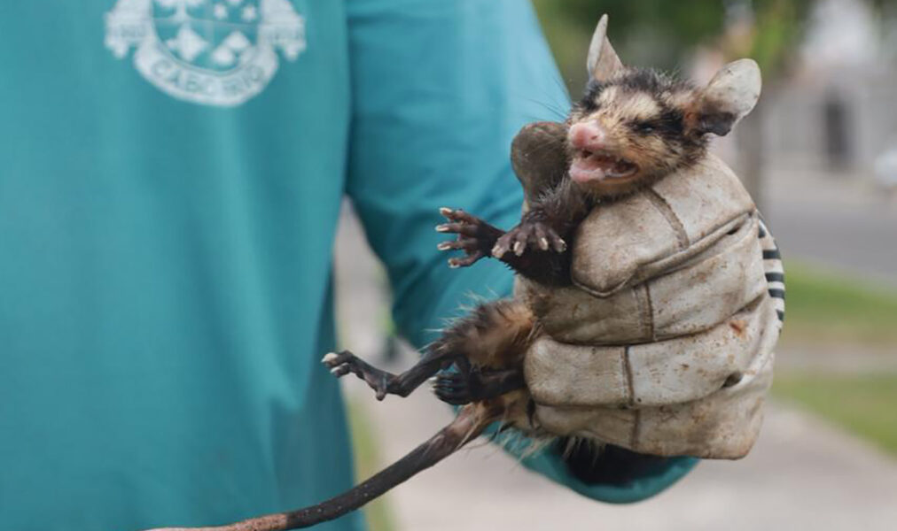Cabo Frio reforça ações de soltura e proteção da fauna silvestre