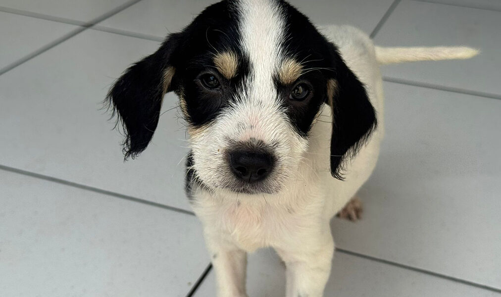 Pets vacinados e prontos para adoção em Cabo Frio participam de evento neste sábado
