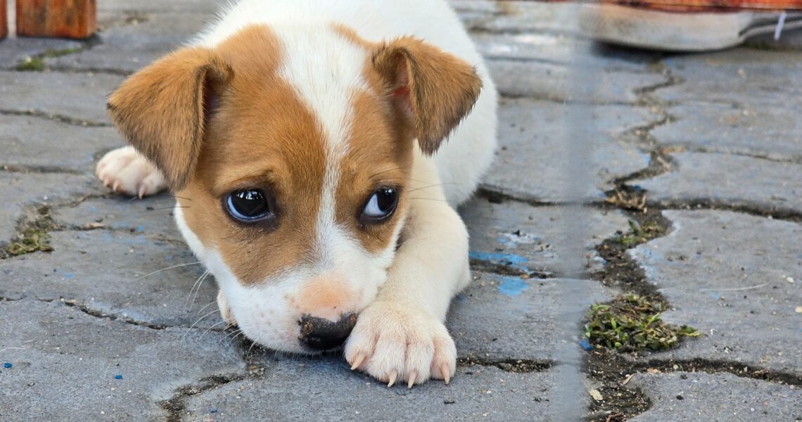 Pets, pagode e alegria: fim de semana no Plaza Macaé terá programação especial gratuita