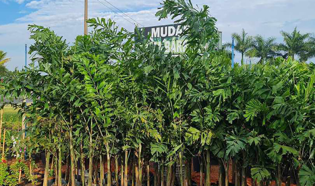 Arraial do Cabo realiza plantio de 150 mudas nativas na Praia Grande em ação ambiental