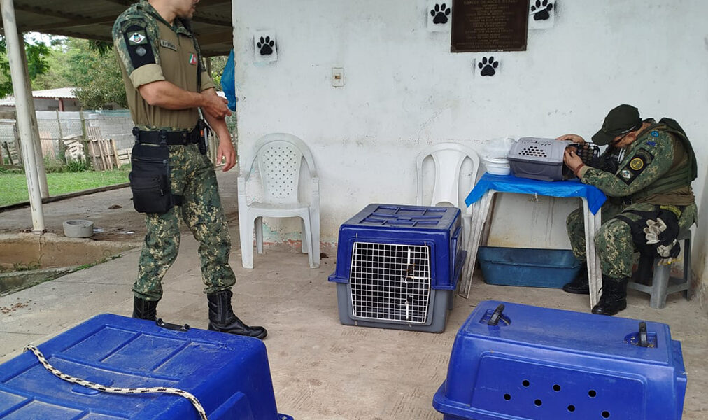 Onze cães são resgatados de maus-tratos em residência de Cabo Frio