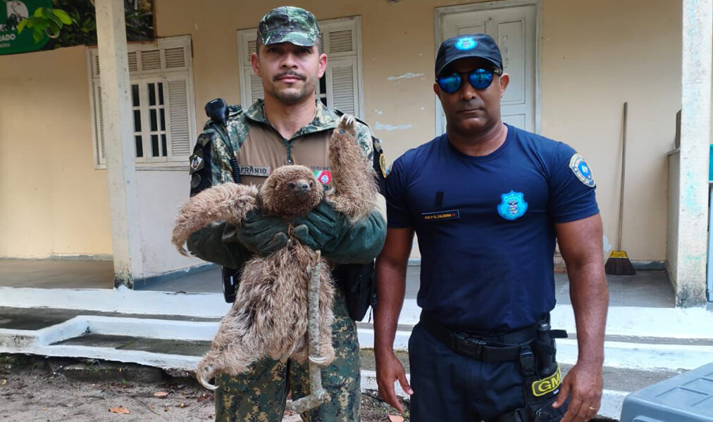 Cabo Frio registra resgates de bicho-preguiça e tamanduá em áreas urbanas