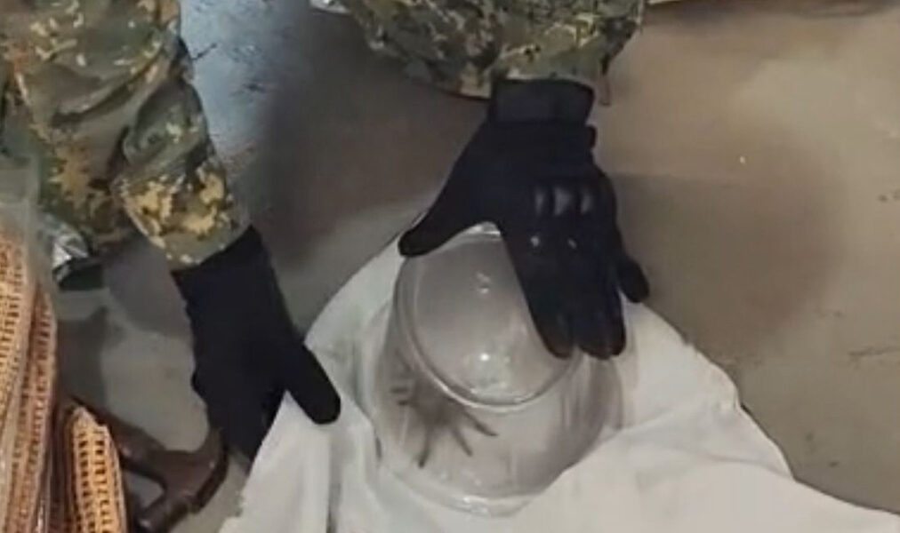 Cabo Frio reforça atuação da guarda ambiental em ocorrência com animal silvestre