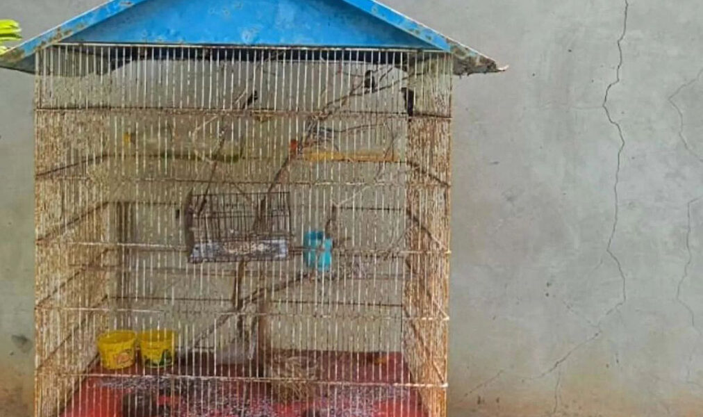 Araruama reforça combate a crimes ambientais com apreensão de armas e aves