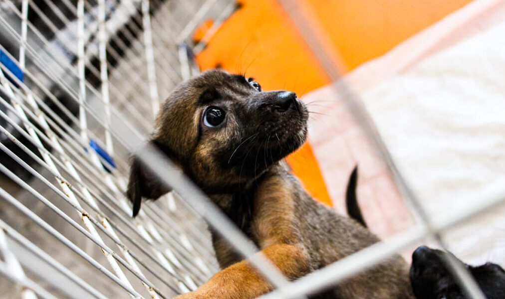 Cabo Frio recebe nova feira de adoção animal neste sábado