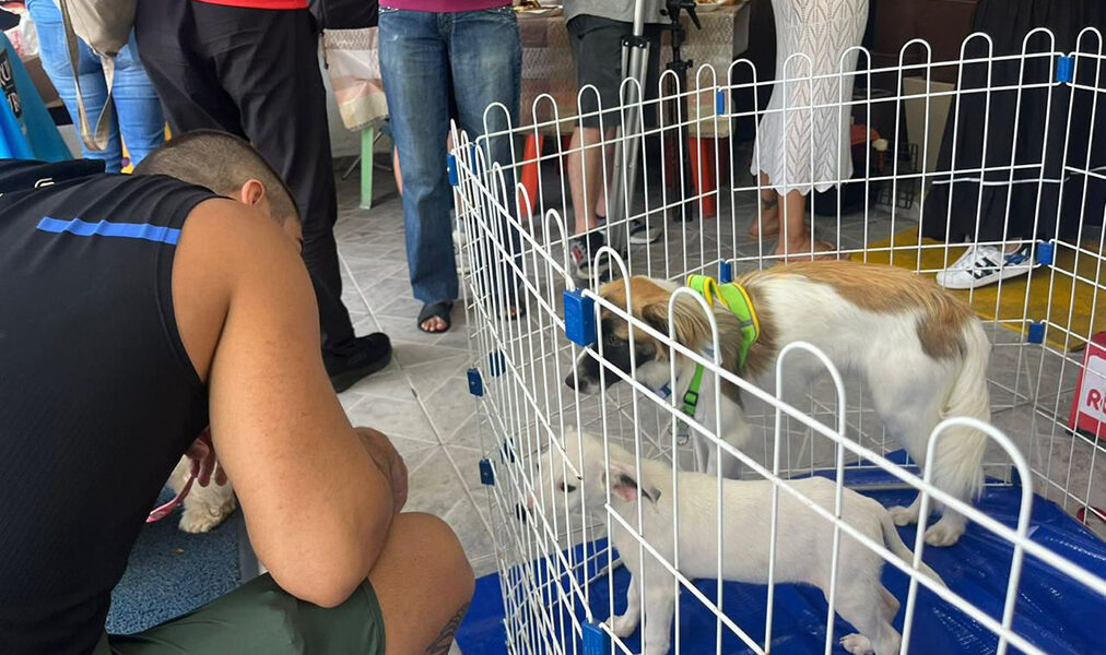 Cabo Frio encerra o ano com feira de adoção animal no centro