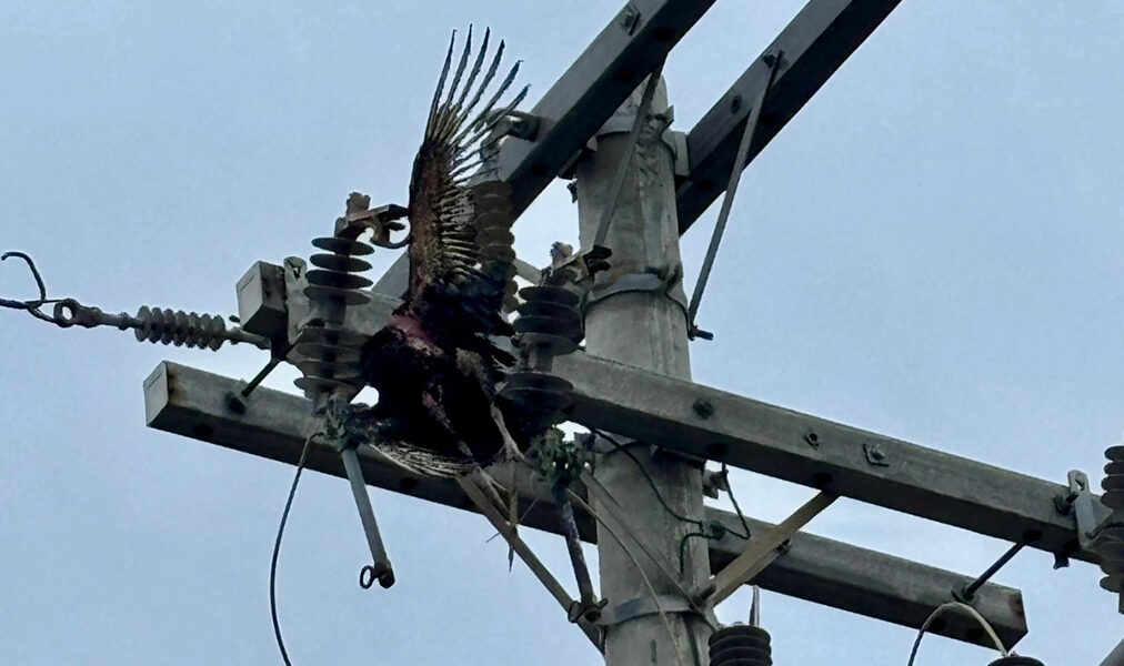 Defesa civil de Arraial do Cabo age rapidamente após rompimento de cabo energizado