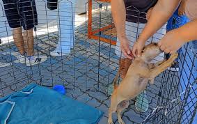 Adoção responsável ganha destaque em edição natalina da feira em Rio das Ostras