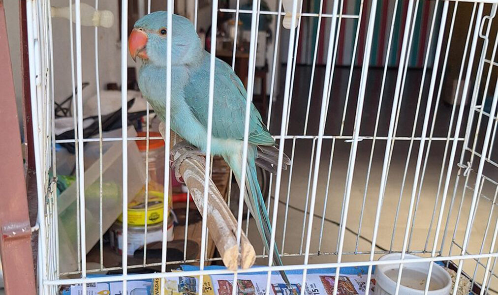 Cabo Frio reforça proteção à fauna com resgates de animais silvestres