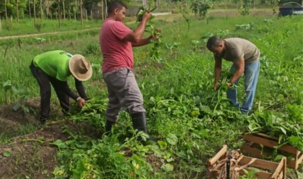 Alimentos colhidos no município são doados para unidades públicas em Saquarema