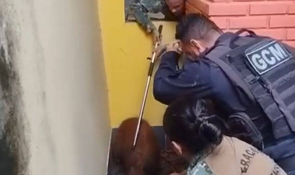 Guarda ambiental de Cabo Frio resgata capivara em Tamoios