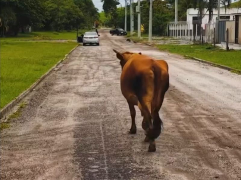 Prefeitura promete operação contra animais soltos nas ruas de Silva Jardim