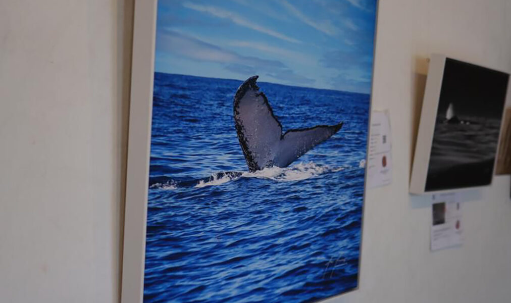 Charitas abre em Cabo Frio a exposição fotográfica Jubarte