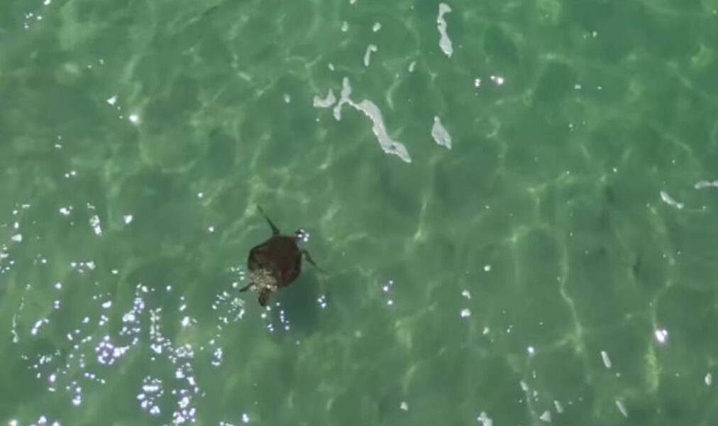 Grupo de tartarugas é flagrado nadando na Lagoa de Saquarema e população cobra cuidado