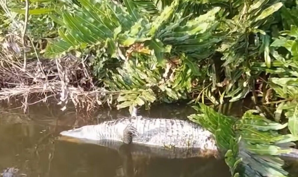 Armação dos Búzios reforça alerta para que população não se aproxime de animal morto
