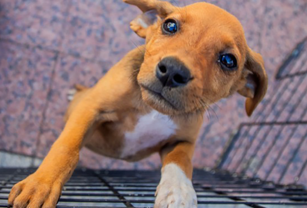 Cães e gatos esperam por um novo lar em feira neste sábado (28) em Macaé