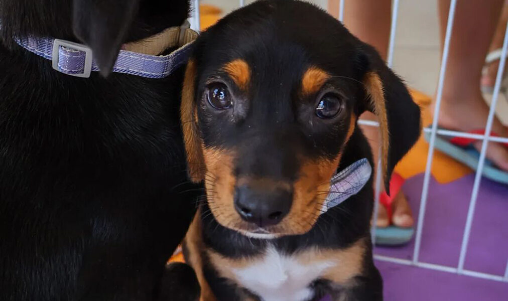Evento de adoção em Cabo Frio encaminha onze animais para famílias
