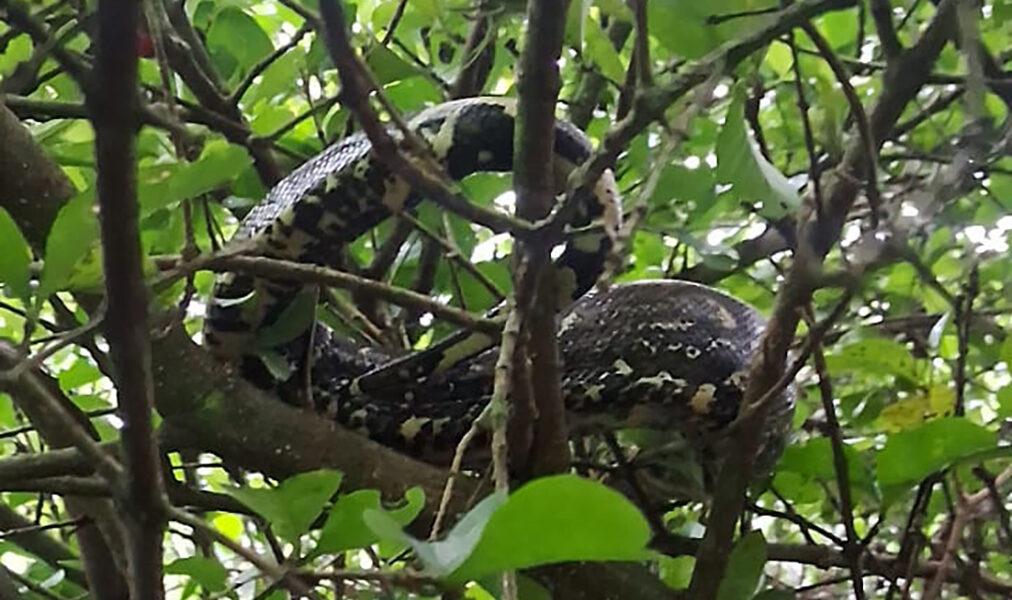 Cabo Frio mobiliza Guarda Civil em ocorrências que vão de salvamento de fauna a combate à violência