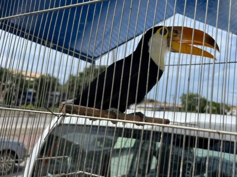 Rio das Ostras resgata 12 aves silvestres em cativeiro após denúncia anônima