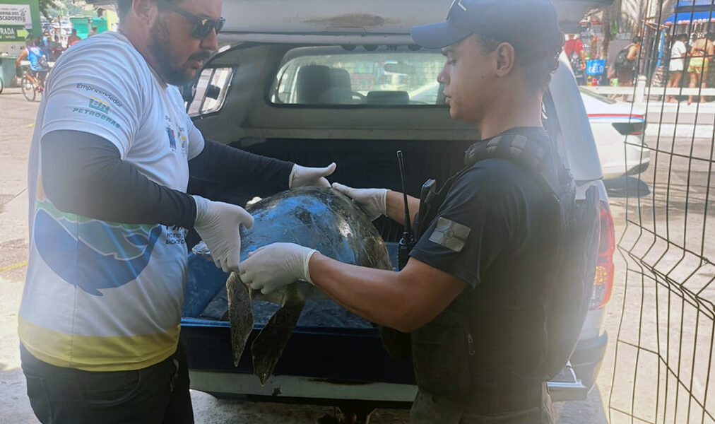 Tartaruga marinha é resgatada debilitada na Prainha em Arraial do Cabo