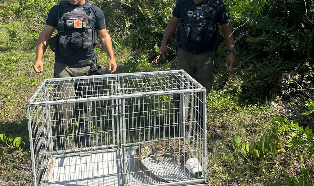 Guarda Ambiental de Arraial do Cabo realiza manejo de jacaré em lagoa hipersalina