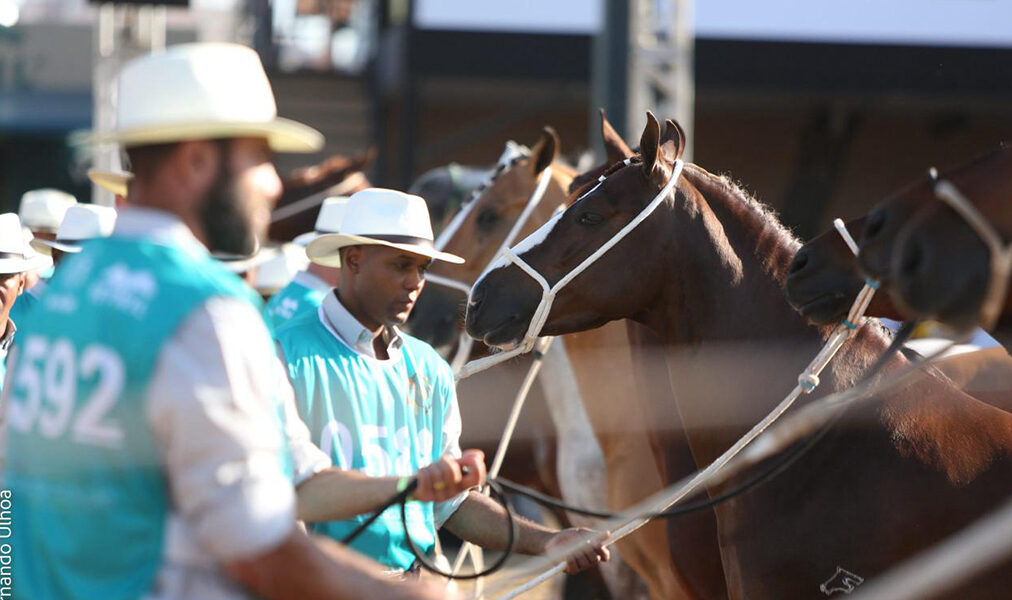 Araruama promove quatro dias dedicados à raça Mangalarga Marchador