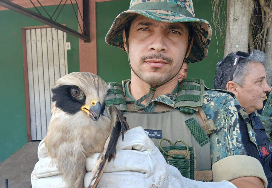 Guarda de Cabo Frio resgata gavião-sorridente ferido no Jardim Esperança