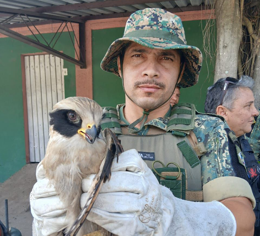Guarda de Cabo Frio resgata gavião-sorridente ferido no Jardim Esperança