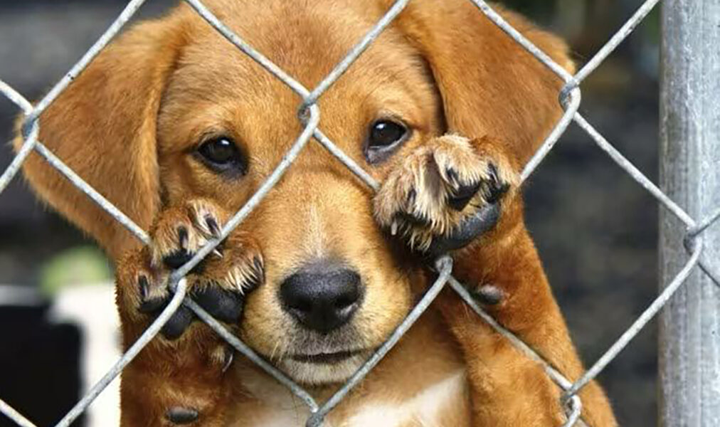 Protetores independentes podem inscrever cães e gatos para adoção em Feira de São Pedro da Aldeia