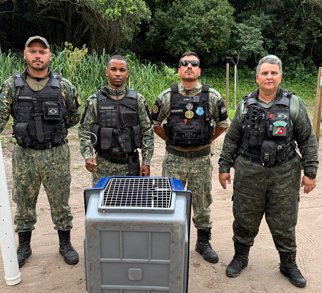Guarda Marítima e Ambiental realiza resgate de duas jiboias em Cabo Frio