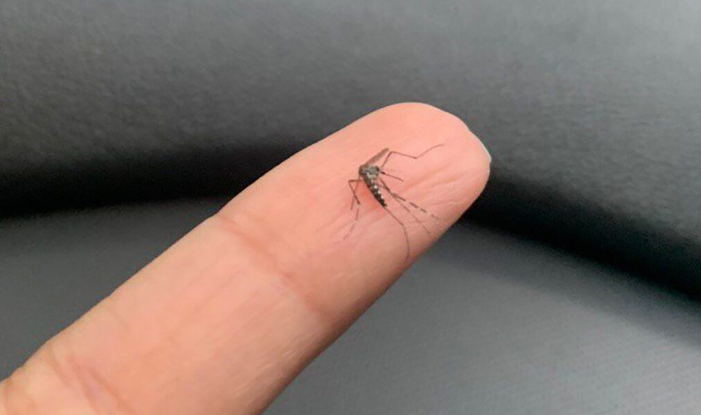 Cabo Frio reforça ações de combate ao mosquito Aedes aegypti após aumento de denúncias