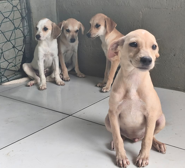 Cabo Frio promove feira de adoção de cães e gatos neste sábado no Centro