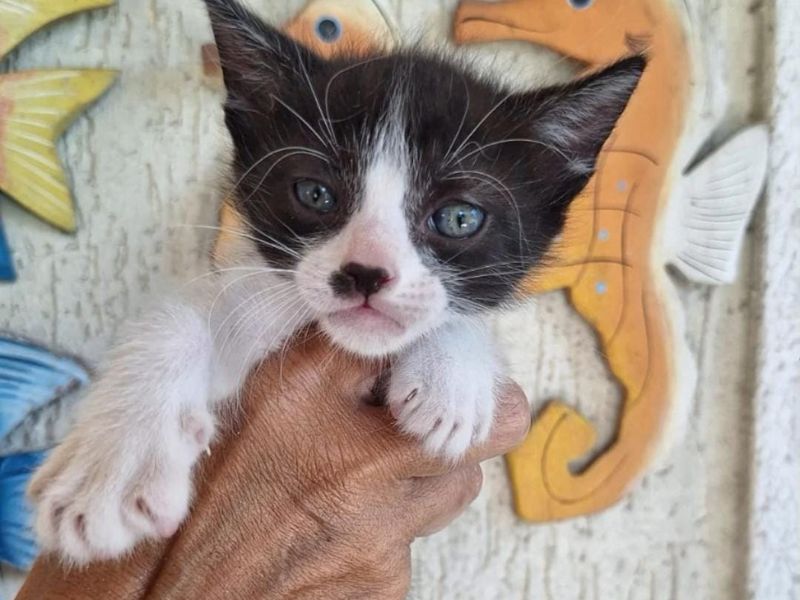 Feira de Adoção de Cães e Gatos tem nova edição nesse domingo, 15, em Rio das Ostras