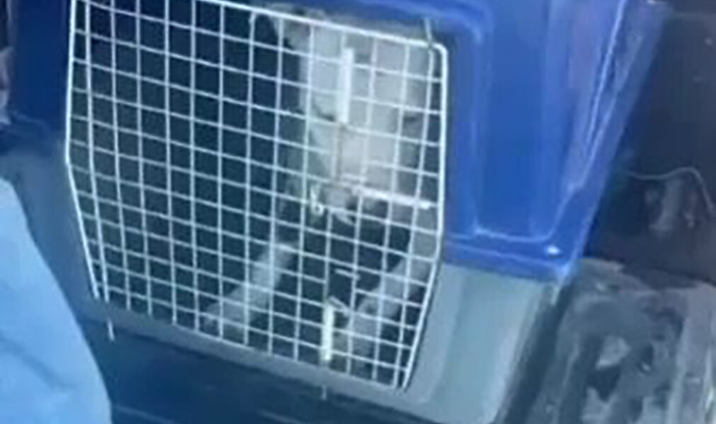 Pitbull é recolhido em Cabo Frio após ataques a outros cães no Novo Portinho