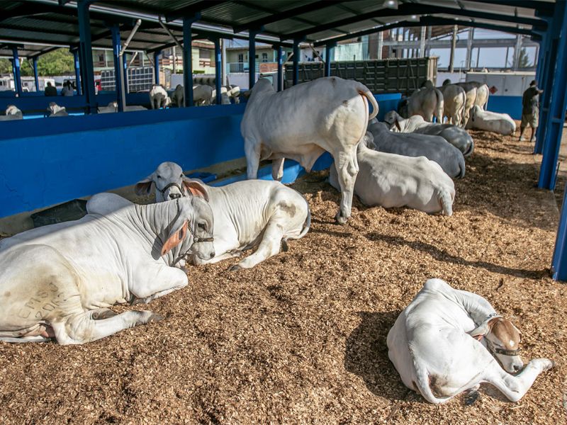 Macaé reforça papel da cidade no setor em evento do agronegócio no Rio