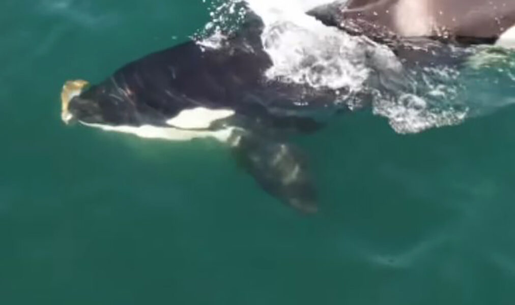 Orca é flagrada por cinegrafista em busca de alimentos nas águas de Saquarema