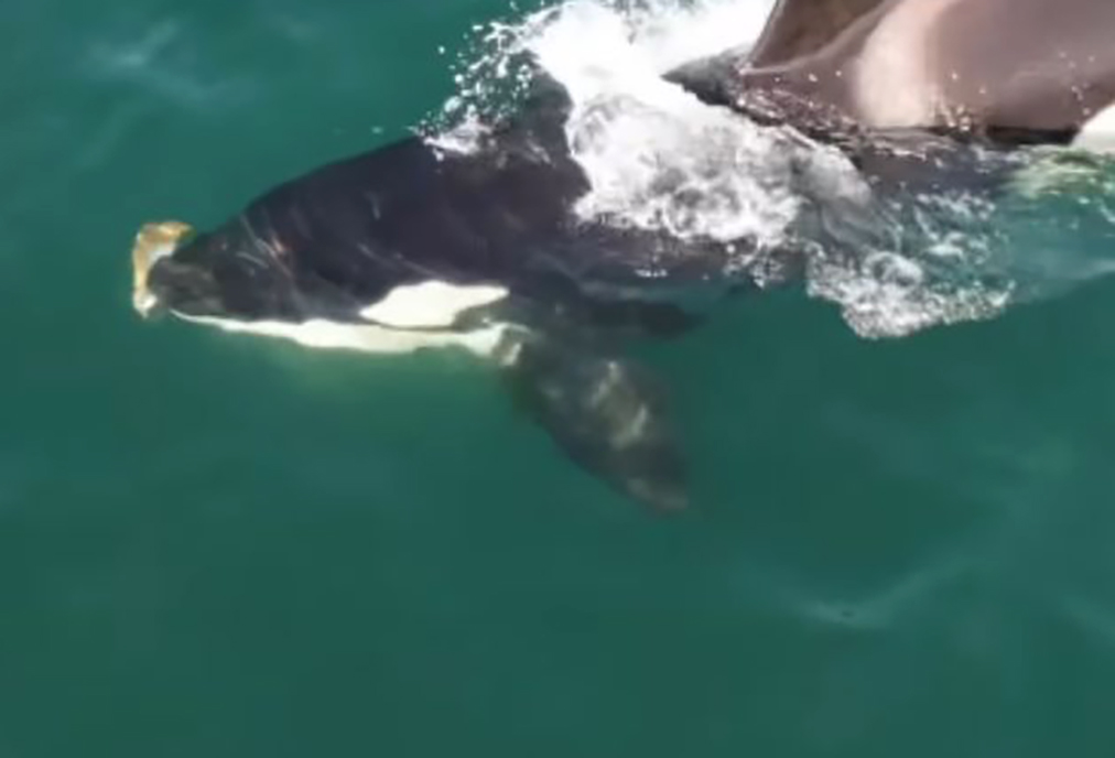 Orca é flagrada por cinegrafista em busca de alimentos nas águas de Saquarema