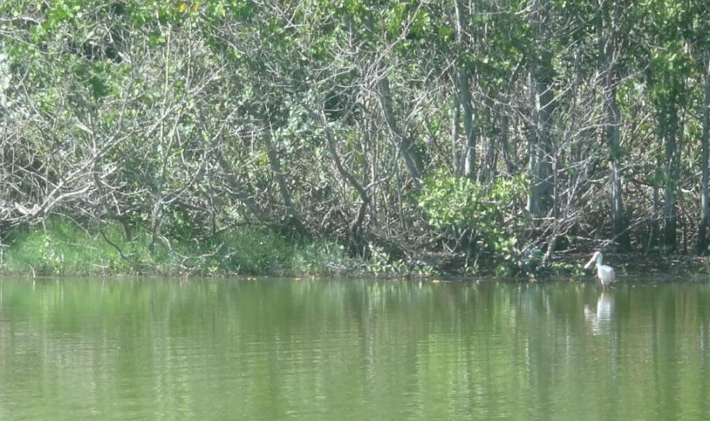 Cabo Frio amplia recuperação de manguezais com ações contínuas de reflorestamento
